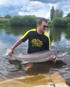 Sturgeon