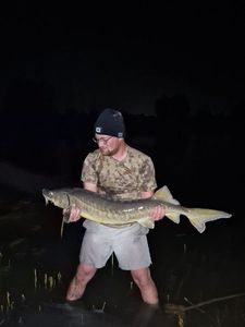 Siberian Sturgeon