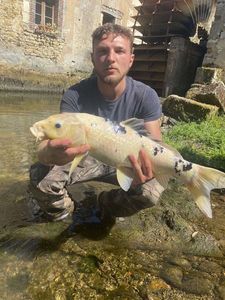 Koï Fish