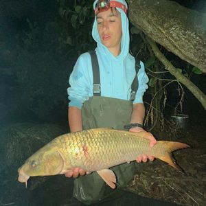 Common Carp