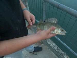 European Perch