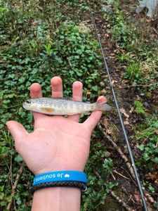 Brown Trout
