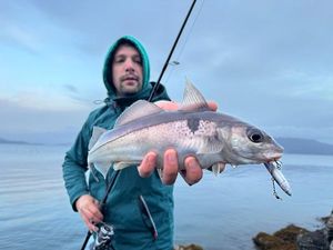 Haddock