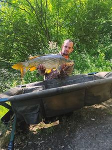 Common Carp