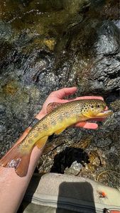 Brown Trout