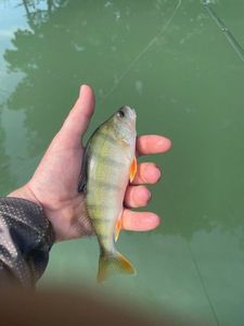 European Perch