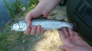 Rainbow Trout