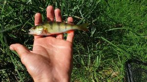 European Perch