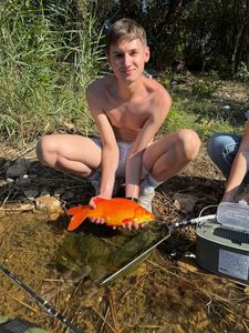 Mirror Carp