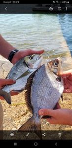 Black Seabream