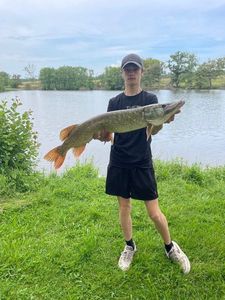 Northern Pike