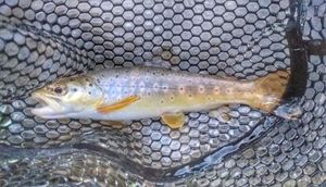 Brown Trout