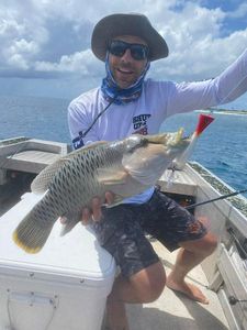 Humphead Wrasse (Māori wrasse)