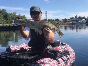 Northern Pike