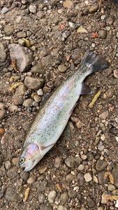 Rainbow Trout