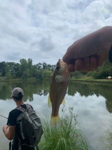 Largemouth Bass