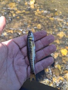 Common Minnow