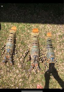 Norway Lobster