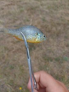 Green Sunfish
