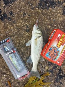 European Bass (Seabass)