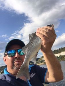 European Bass (Seabass)