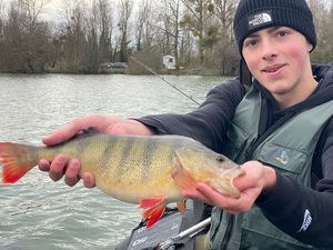 European Perch