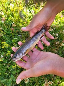 Arctic Char