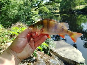European Perch