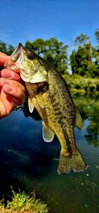 Largemouth Bass