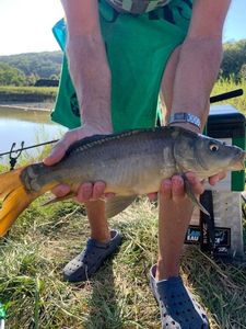 Mirror Carp