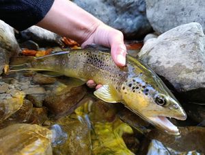 Brown Trout