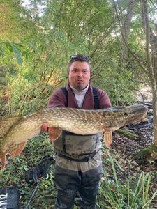Northern Pike