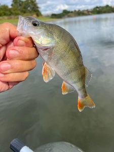 European Perch