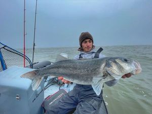 European Bass (Seabass)