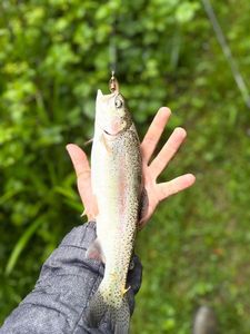 Rainbow Trout