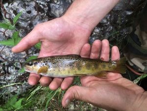 Brown Trout