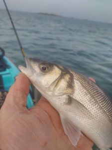 European Bass (Seabass)