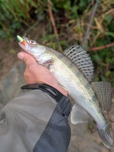 Zander