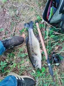 Largemouth Bass