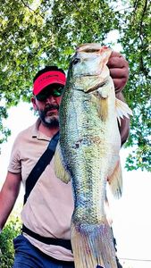 Largemouth Bass