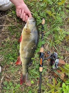 European Perch