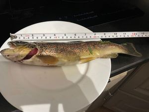 Brown Trout