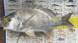 Yellowfin Seabream