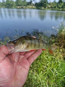 European Perch