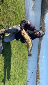 Sturgeon