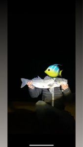 European Bass (Seabass)