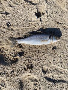 European Bass (Seabass)