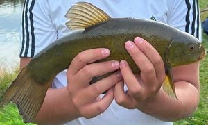 Tench