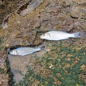 European Bass (Seabass)
