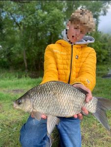 Crucian Carp